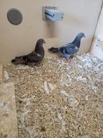 Figuritas Valenciana, Sexe inconnu, Autres espèces