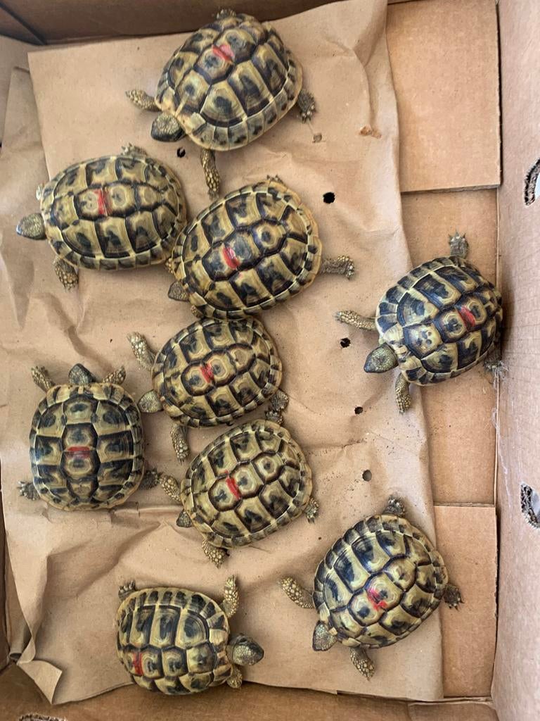 Griekse landschildpad of Testudo Hermanni Boetgerie, Dieren en Toebehoren, Reptielen en Amfibieën, Schildpad, 3 tot 6 jaar
