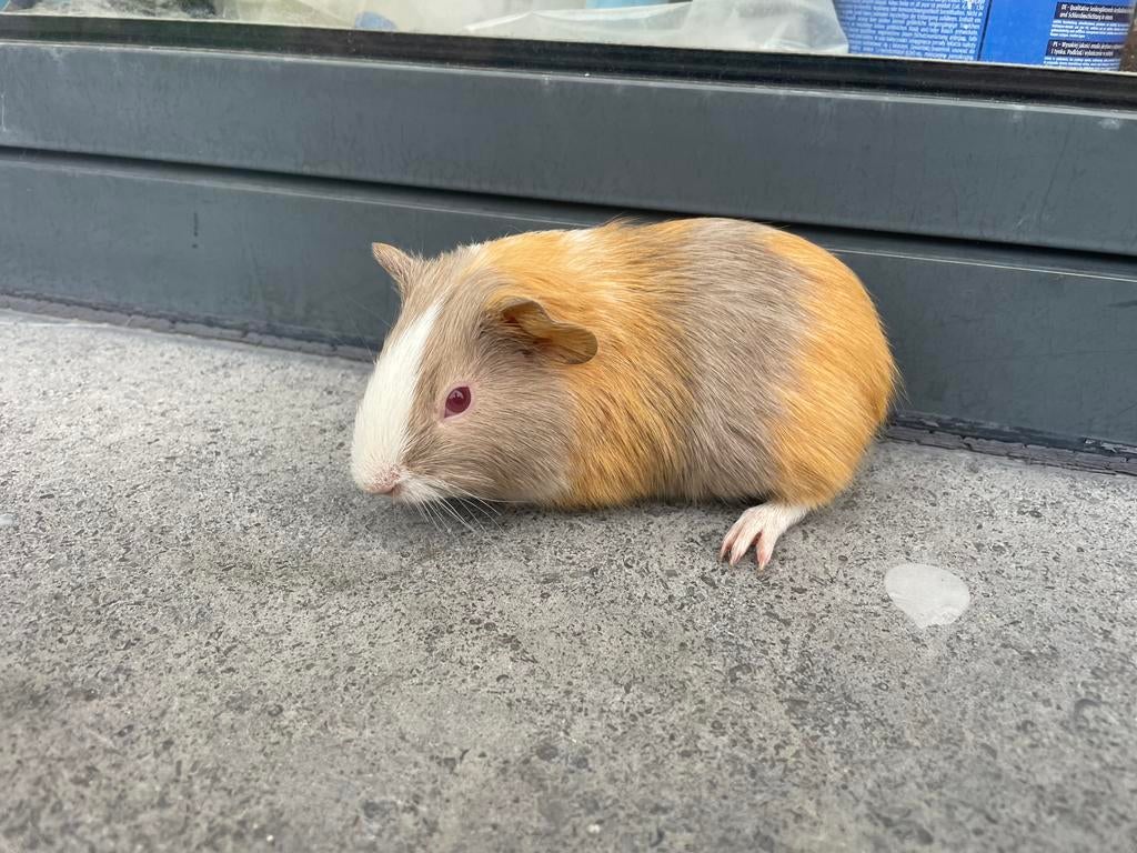 Jonge cavia, Mars, Domestique, Cobaye, Femelle