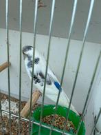 Jeunes perruches anglaises, Plusieurs animaux, Perruche, Bagué