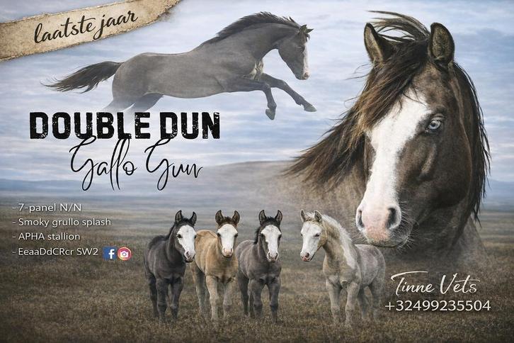 Smoky grullo splash paint APHA hengst quarter, Dieren en Toebehoren, Paarden, Hengst