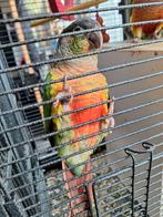 Te.  Koop. Of. Ruilen, Animaux & Accessoires, Oiseaux | Perruches & Perroquets, Plusieurs animaux, Perroquet, Domestique