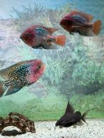 Paraneetroplus synspilus, Vis, Zoetwatervis