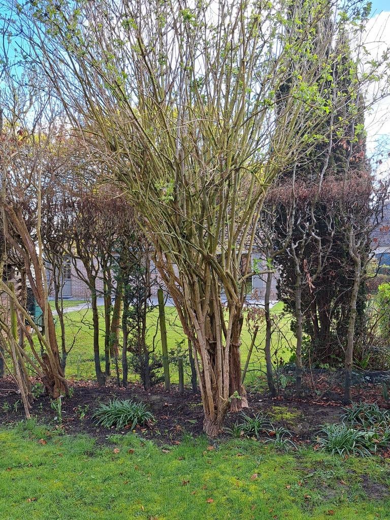 GRATIS bomen, Ophalen