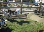 geiten, Dieren en Toebehoren, April