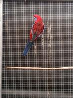 Gezocht rode pennant pop van 24 of 25, Dieren en Toebehoren, Vogels | Parkieten en Papegaaien