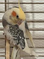 Tam koppeltje valkparkieten, Dieren en Toebehoren, Meerdere dieren, Parkiet, Pratend