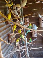 Différentes couleurs de jeunes perruches prêtes à grandir, Plusieurs animaux, Perruche, Domestique