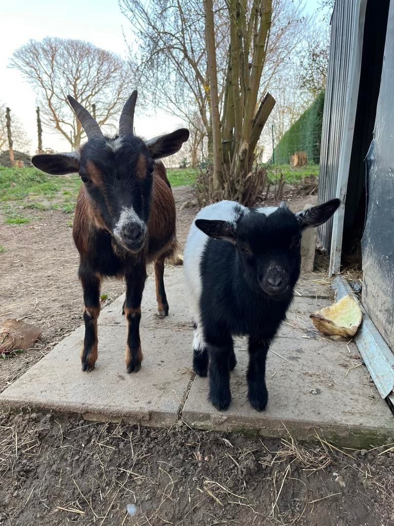 Dwergeiten, Dieren en Toebehoren, Schapen, Geiten en Varkens, Meerdere dieren, Geit, 0 tot 2 jaar