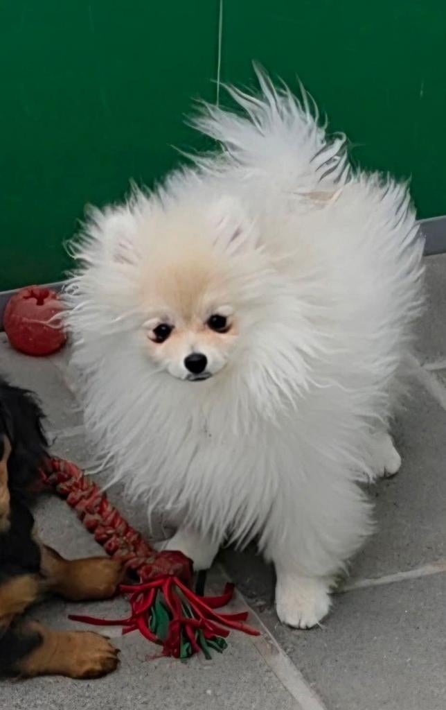 Chiot de Poméranie, Animaux & Accessoires, Loulou, Chien (mâle), Belgique, Un chien