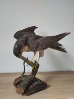 Opgezette sperwer met prooi - taxidermie - vintage, Verzamelen, Dierenverzamelingen, Ophalen, Zo goed als nieuw, Vogel, Opgezet dier