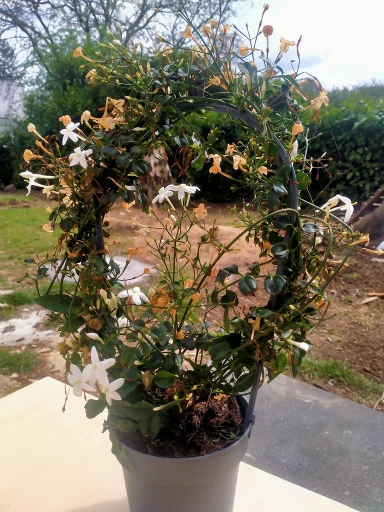 jasmijnplant, Tuin en Terras, Ophalen