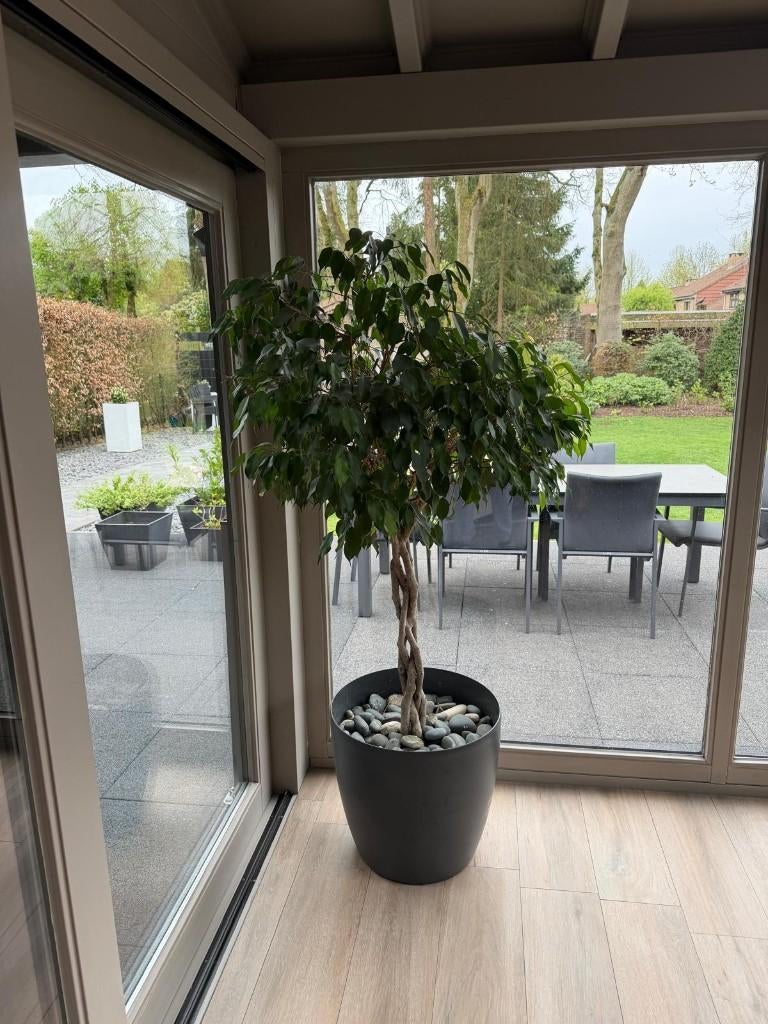 Mooie gezonde gevlochten Ficus Benjamina, Huis en Inrichting, Kamerplanten, Ophalen, Ficus, 100 tot 150 cm, In pot