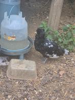 Padua haan, À donner. GRATIS PADUA HAAN, Dieren en Toebehoren, Pluimvee, Mannelijk, Kip