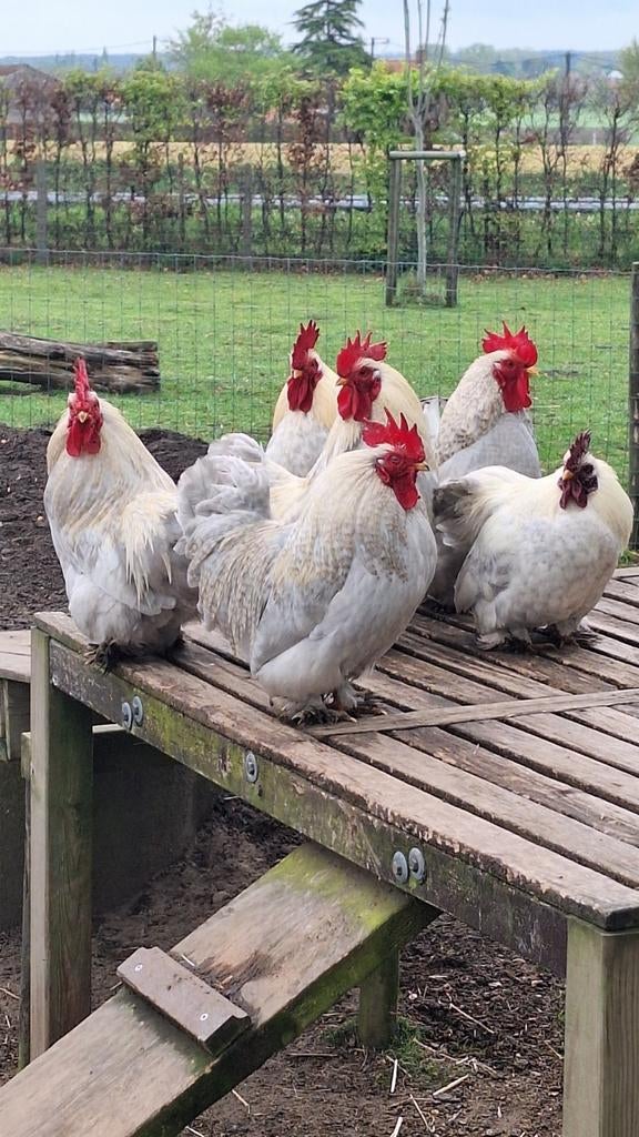Cochin kriel haantje, Dieren en Toebehoren, Pluimvee