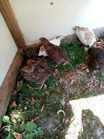 Japanse kwartels, Dieren en Toebehoren