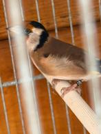 Chardonnerets – mâles et femelles bagués – vente ou échange, Femelle