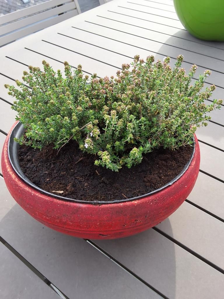 thym dans un cache-pot rouge, Enlèvement