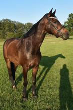 Weide maatje, Dieren en Toebehoren, Paarden, Met stamboom, Ruin, Niet van toepassing, 11 jaar of ouder