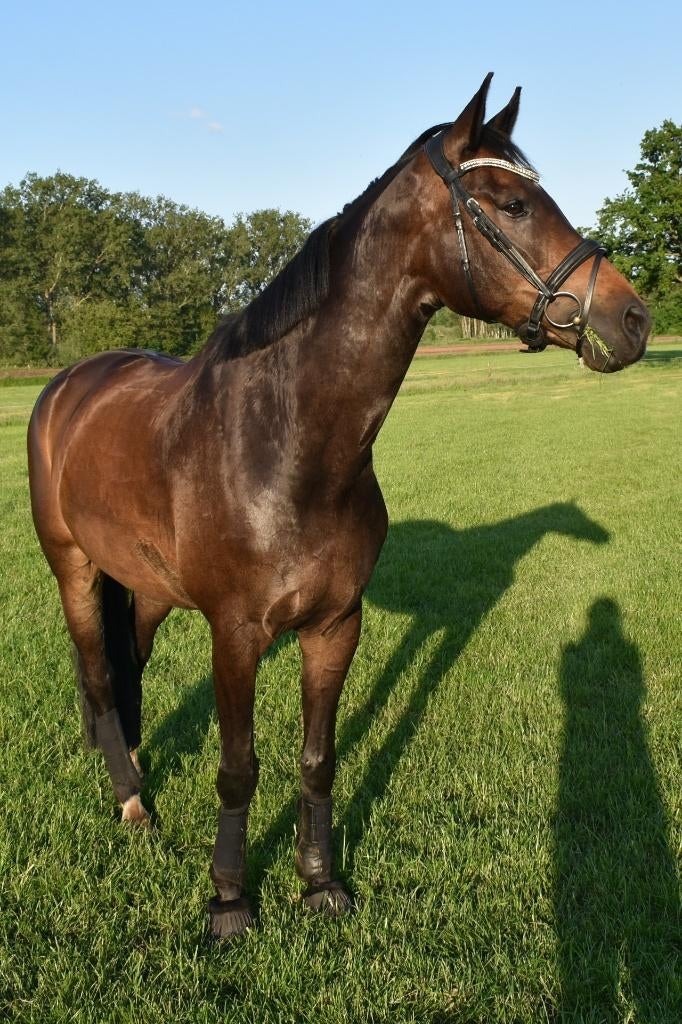 Weide maatje, Animaux & Accessoires, Chevaux, Hongre, Ne s'applique pas, 165 à 170 cm, 11 ans ou plus, Cheval de récréation, Avec pedigree
