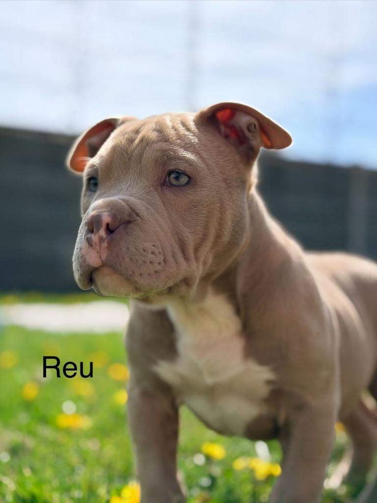 American bully, Dieren en Toebehoren, Parvo, België, Overige rassen, 8 tot 15 weken
