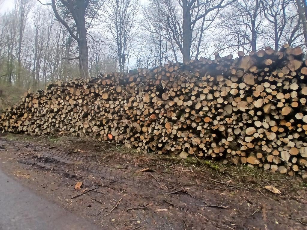 Bois de chauffage, Jardin & Terrasse, Enlèvement, Hêtre