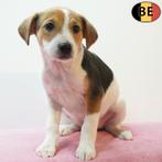 Belgische Fox (teefje) puppy te koop, Dieren en Toebehoren, Honden | Jack Russells en Terriërs, Parvo, België, 8 tot 15 weken