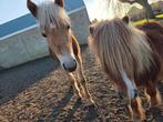 Super lief haflinger jaarling, Gechipt, Minder dan 160 cm, 0 tot 2 jaar, Hengst