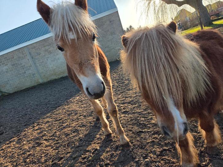Super lief haflinger jaarling, Dieren en Toebehoren, Paarden, Hengst, Onbeleerd, Minder dan 160 cm, 0 tot 2 jaar, Recreatiepaard
