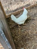 1 witte leghorn en 1 cream legbar haan