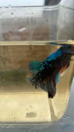 Betta mannekes te koop veel mooie varianten, Animaux & Accessoires, Poissons | Poissons d'aquarium, Poisson, Poisson d'eau douce