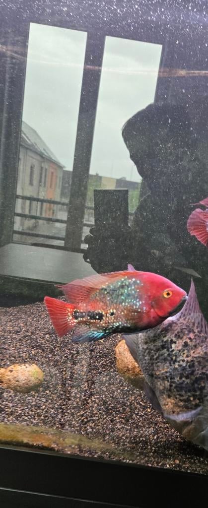 Vieja blau dot vrouw +- 15 cm, Tickets en Kaartjes