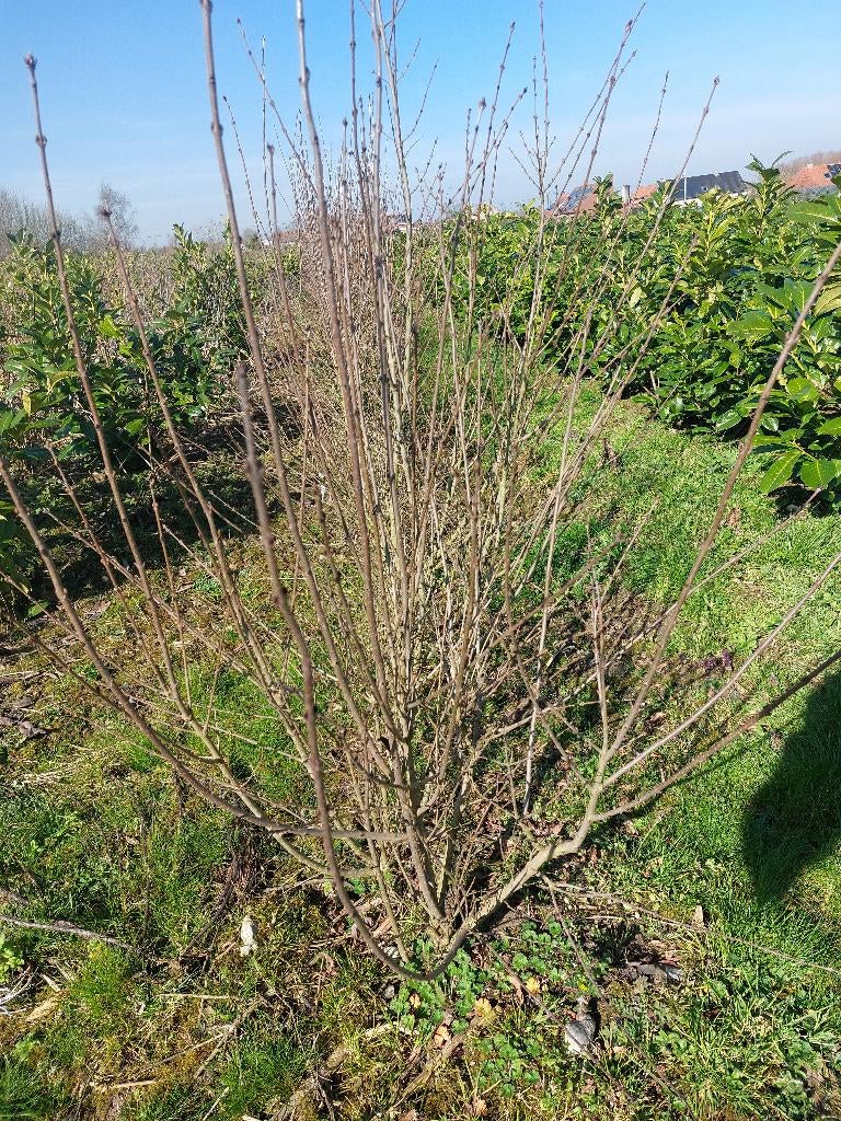 Ligustrum vulgare, Ophalen, Liguster, Haag