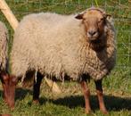 Ardense voskop ooi., Dieren en Toebehoren, Schapen, Geiten en Varkens