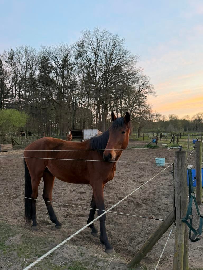 2 jarige spring gefokte ruin, Dieren en Toebehoren, Paarden en Pony's | Overige Paardenspullen, Springen, Ophalen