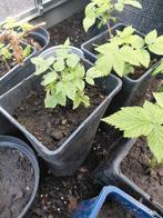 Framboos ( rood ) zefa herbsternte, Ophalen of Verzenden