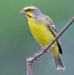 GEZOCHT: Mozambiquesijs man, Dieren en Toebehoren, Vogels | Overige Vogels