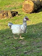 Mannelijke volwassen barberie eend, Dieren en Toebehoren, Pluimvee, Mannelijk, Eend