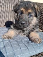 Duitse herder pups, Animaux & Accessoires, Chiens | Bergers & Bouviers, Hépatite contagieuse (maladie de Rubarth), 8 à 15 semaines