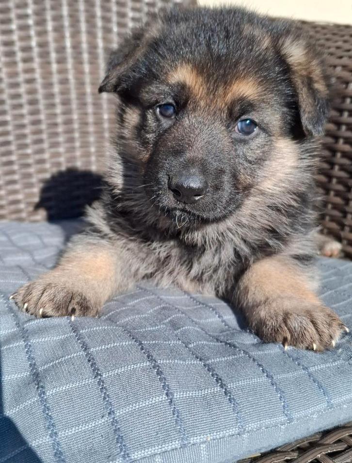 Duitse herder pups, Animaux & Accessoires, Chiens | Bergers & Bouviers, Berger, Éleveur | Loisir, Plusieurs, Belgique, 8 à 15 semaines