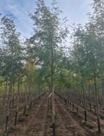 Arbres Sorbus aucparia et arbres à tiges multiples, Enlèvement ou Envoi, Automne