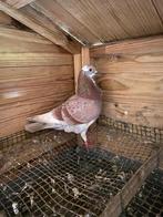 Duiver te koop, Mâle, Autres espèces