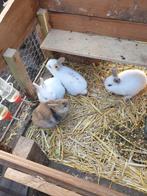 Dwergkonijntjes handtam, Animaux & Accessoires, Lapins
