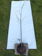 Citron vert américain - Tilia americana, Enlèvement