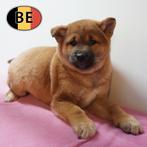 Shiba Inu te koop - Pure Schoonheid!, Dieren en Toebehoren, Parvo, België, 8 tot 15 weken, Meerdere