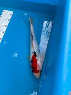 35 cm koi, Dieren en Toebehoren, Vissen | Vijvervissen, Karper of Koi
