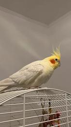 Valkparkieten, Parkiet