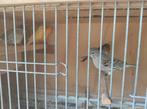Kanaries, Dieren en Toebehoren, Vogels | Kanaries
