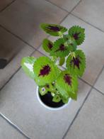 Siernetel / coleus kamerplant, Maison & Meubles, Plantes d'intérieur, Ombre partielle, En pot, Plante à fleurs, Enlèvement ou Envoi