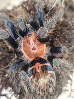 Davus pentaloris mannetje 3 cm lichamlengte, Animaux & Accessoires, Insectes & Araignées